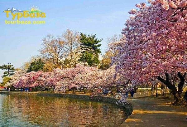 сакура Ужгород