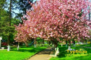 Сакура,Ужгород, Закарпаття