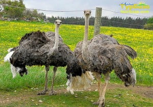 Страуси_Мукачево