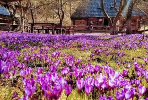 Крокусы в Колочаве
