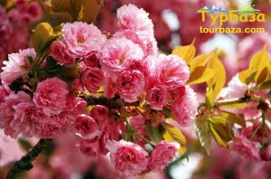 ЦВЕТЕНИЕ САКУРЫ В УЖГОРОДЕ • тур