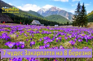 Закарпаття крокуси