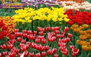 тюльпани в Чернівцях тюльпани в Чернівцях