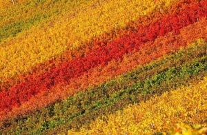 Это виноградники Чианти Классико.  Снято осенью в Пассиньяно, Италия