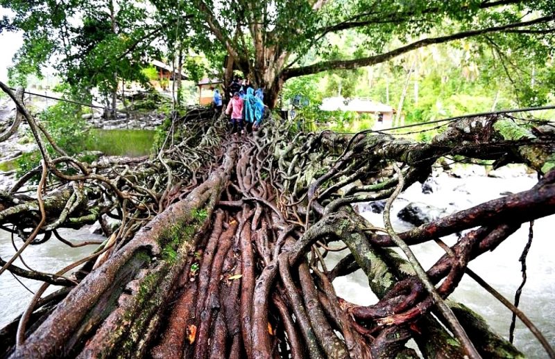 Міст з коренів дерев, Індонезія