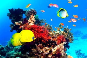 Підводний світ Шарм Ель Шейху