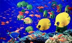 Підводний світ Шарм Ель Шейху