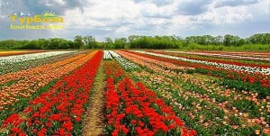 тюльпани, Чернівці