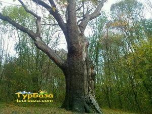 Холодный Яр