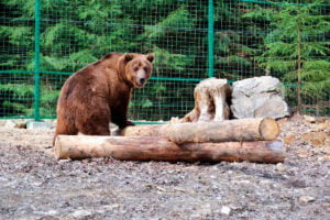 Реабілітаційний центр для бурих ведмедів Синевир