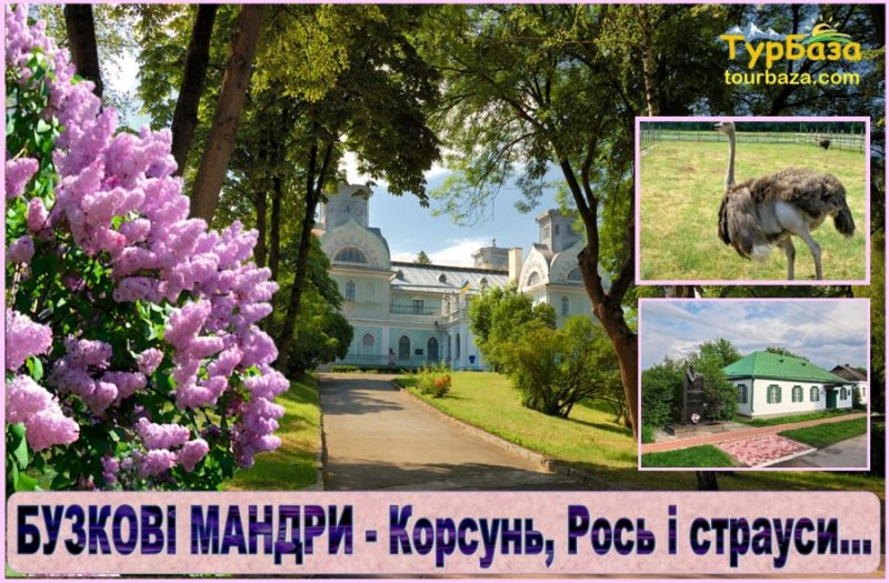 Корсунь, Бузок