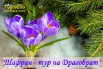 Карпати, Драгобрат, Крокуси, Шафран