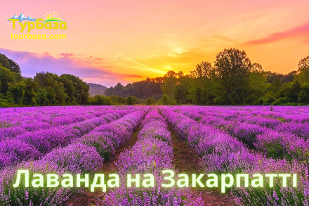 Лавандове поле на Закарпатті