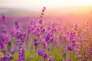 Лаванда в Закарпатті