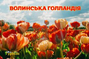 Волынская Голландия - тюльпаны | ТК TурБаза Волынская Голландия - тюльпаны