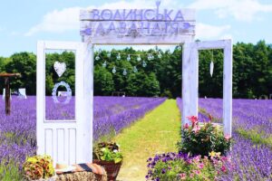 Волынская Лавандия - цветение лаванды и лилий в парке Квитолес на Волыни | ТК TурБаза Волынская Лавандия - цветение лаванды и лилий в парке Квитолес на Волыни