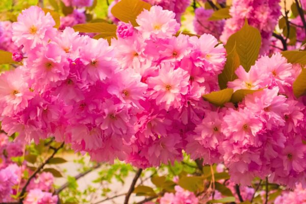 Тури на сакуру, Квіткові тури, Сакура