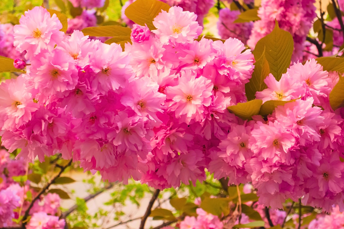 Тури на сакуру, Квіткові тури, Сакура