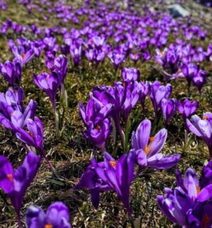 Гора Кукул, крокуси